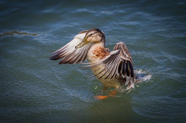 088 Kaikoura, Wilde Eend.jpg